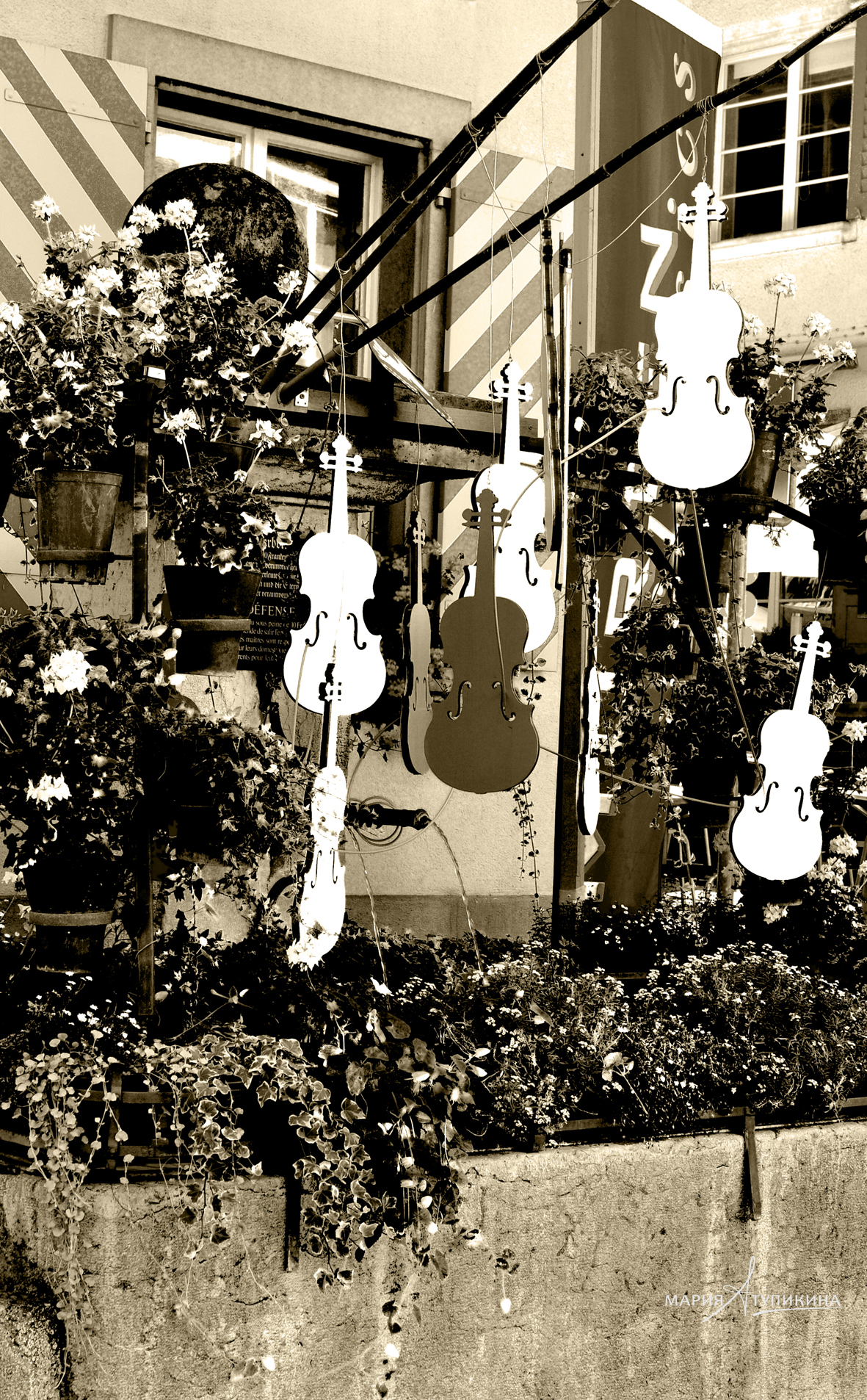 Скрипки в городе